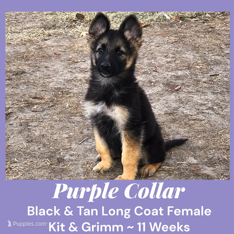 AKC Black & Tan LH - KG Purple