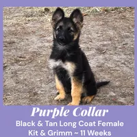 AKC Black & Tan LH - KG Purple, a female German Shepherd Dog for sale in Princeville, IL – Photo 1 of 8