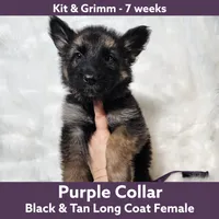 AKC Black & Tan LH - KG Purple, a female German Shepherd Dog for sale in Princeville, IL – Photo 6 of 8