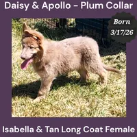 AKC Isabella&tan LH - DA Plum, a female German Shepherd Dog for sale in Princeville, IL – 1 of 9
