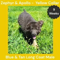 AKC Blue & Tan LH - ZA Yellow, a male German Shepherd Dog for sale in Princeville, IL – 4 of 9