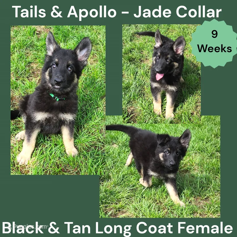 AKC Black & Tan Long Coat - TA Jade – German Shepherd Dog puppy for sale in Princeville, IL
