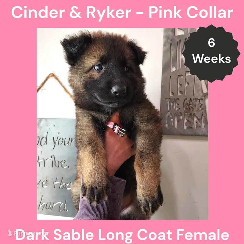 AKC D. Sable LH - CR Pink – German Shepherd Dog puppy for sale in Princeville, IL