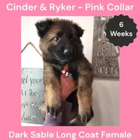 AKC D. Sable LH - CR Pink Pending, a female German Shepherd Dog for sale in Princeville, IL – Photo 1 of 7