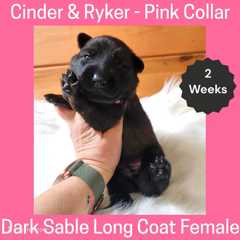 AKC D. Sable LH - CR Pink – German Shepherd Dog puppy for sale in Princeville, IL