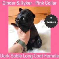 AKC D. Sable LH - CR Pink, a female German Shepherd Dog for sale in Princeville, IL – Photo 1 of 4