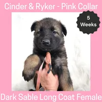 AKC D. Sable LH - CR Pink, a female German Shepherd Dog for sale in Princeville, IL – Photo 2 of 7
