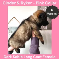 AKC D. Sable LH - CR Pink Pending, a female German Shepherd Dog for sale in Princeville, IL – Photo 2 of 7