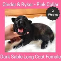 AKC D. Sable LH - CR Pink, a female German Shepherd Dog for sale in Princeville, IL – Photo 2 of 4