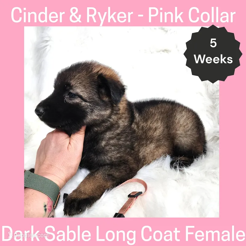 AKC D. Sable LH - CR Pink – German Shepherd Dog puppy for sale in Princeville, IL