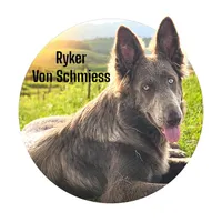 AKC D. Sable LH - CR Pink, a female German Shepherd Dog for sale in Princeville, IL – Photo 4 of 4