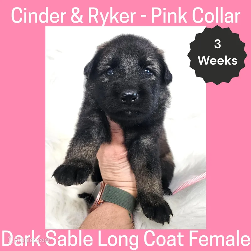AKC D. Sable LH - CR Pink – German Shepherd Dog puppy for sale in Princeville, IL