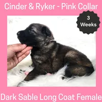 AKC D. Sable LH - CR Pink, a female German Shepherd Dog for sale in Princeville, IL – Photo 4 of 7