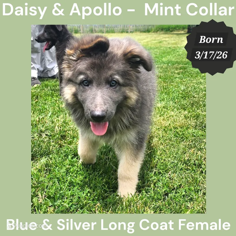 AKC Blue & Cream LH - DA Mint – German Shepherd Dog puppy for sale in Princeville, IL