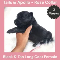 AKC Black & Tan Long Coat - TA Rose, a female German Shepherd Dog for sale in Princeville, IL – 2 of 3