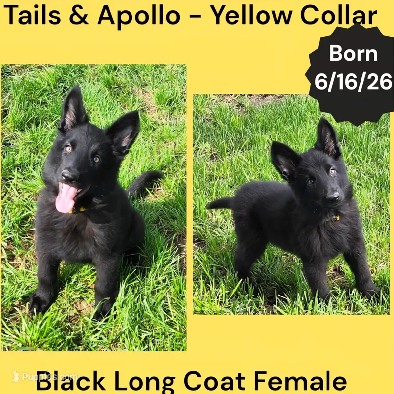 AKC Black Long Coat - TA Yellow – German Shepherd Dog puppy for sale in Princeville, IL