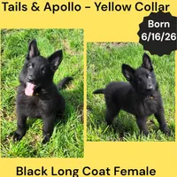 AKC Black Long Coat - TA Yellow , a female German Shepherd Dog for sale in Princeville, IL – 1 of 8