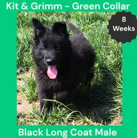 AKC Black Long Coat - KG Green, a male German Shepherd Dog for sale in Princeville, IL – 1 of 9