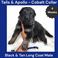 AKC Black & Tan Long Coat - TA Cobalt, a male German Shepherd Dog for sale in Princeville, IL – 5 of 9