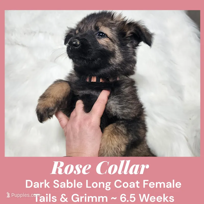 AKC D. Sable LH - TG Rose