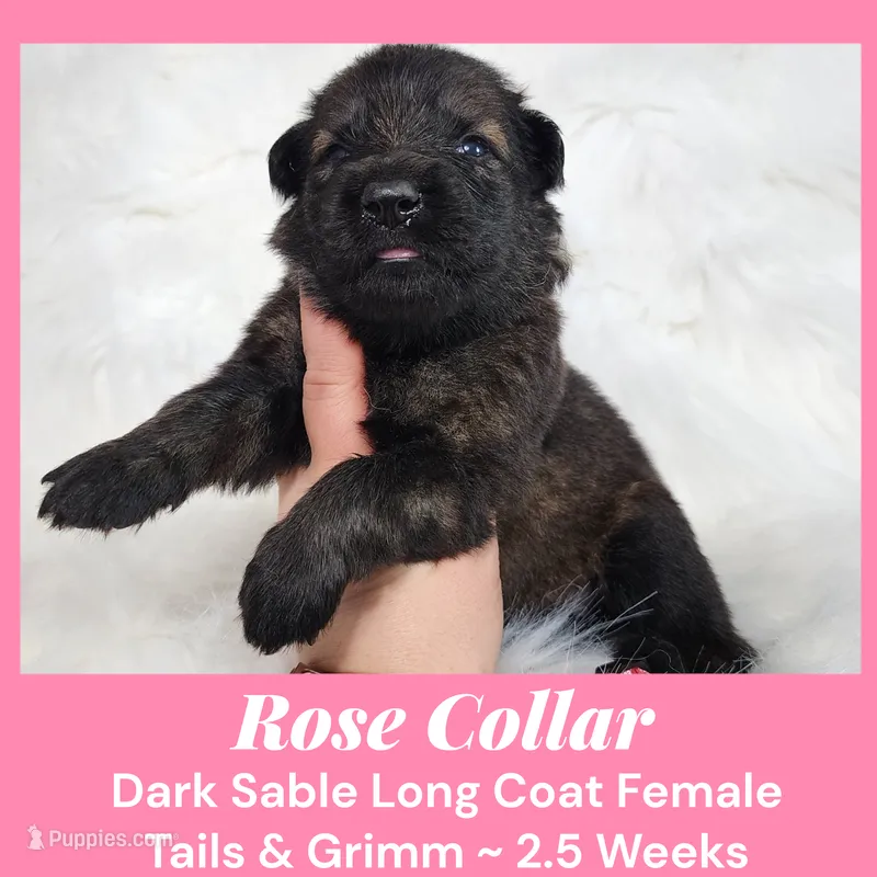 AKC D. Sable LH - TG Rose