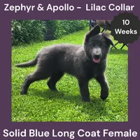 AKC Blue LH - ZA Lilac , a female German Shepherd Dog for sale in Princeville, IL – 5 of 10