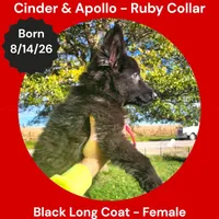 AKC Black Long Coat - CA Ruby, a female German Shepherd Dog for sale in Princeville, IL – 2 of 9
