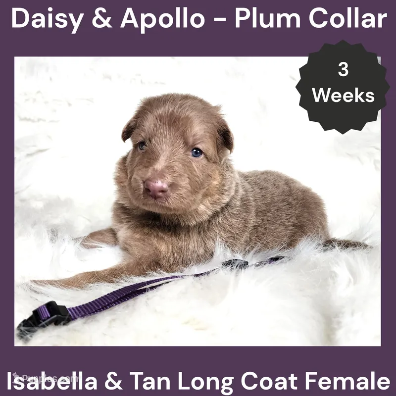 AKC Isabella&tan LH - DA Plum – German Shepherd Dog puppy for sale in Princeville, IL