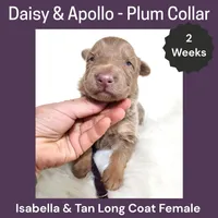 AKC Isabella&tan LH - DA Plum, a female German Shepherd Dog for sale in Princeville, IL – Photo 2 of 3