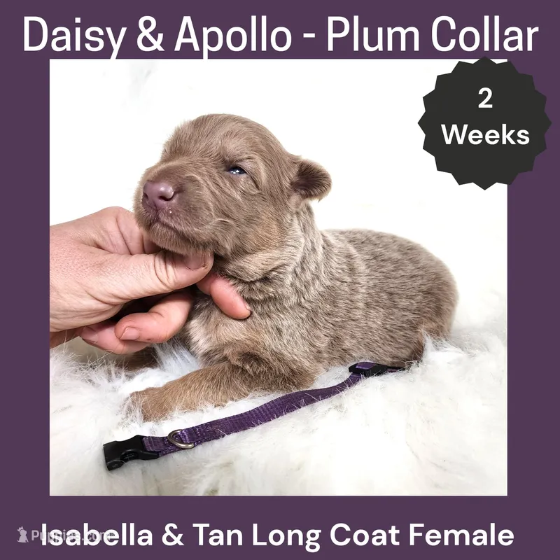 AKC Isabella&tan LH - DA Plum – German Shepherd Dog puppy for sale in Princeville, IL