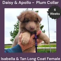 AKC Isabella&tan LH - DA Plum, a female German Shepherd Dog for sale in Princeville, IL – 3 of 7
