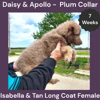 AKC Isabella&tan LH - DA Plum, a female German Shepherd Dog for sale in Princeville, IL – 2 of 7