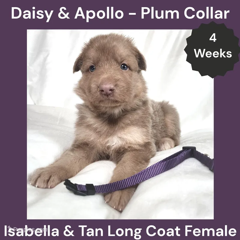 AKC Isabella&tan LH - DA Plum – German Shepherd Dog puppy for sale in Princeville, IL