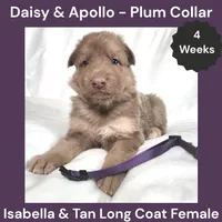 AKC Isabella&tan LH - DA Plum, a female German Shepherd Dog for sale in Princeville, IL – 5 of 7