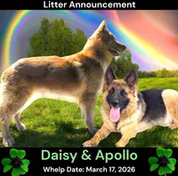 AKC Isabella&tan LH - DA Plum, a female German Shepherd Dog for sale in Princeville, IL – Photo 3 of 3