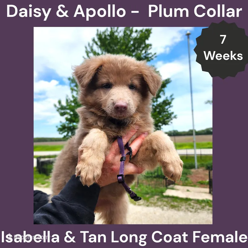 AKC Isabella&tan LH - DA Plum – German Shepherd Dog puppy for sale in Princeville, IL