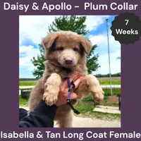 AKC Isabella&tan LH - DA Plum, a female German Shepherd Dog for sale in Princeville, IL – 1 of 7