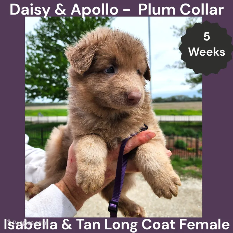 AKC Isabella&tan LH - DA Plum – German Shepherd Dog puppy for sale in Princeville, IL