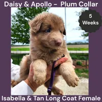 AKC Isabella&tan LH - DA Plum, a female German Shepherd Dog for sale in Princeville, IL – 4 of 7