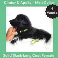 AKC Black Long Coat - CA Mint, a female German Shepherd Dog for sale in Princeville, IL – 2 of 3