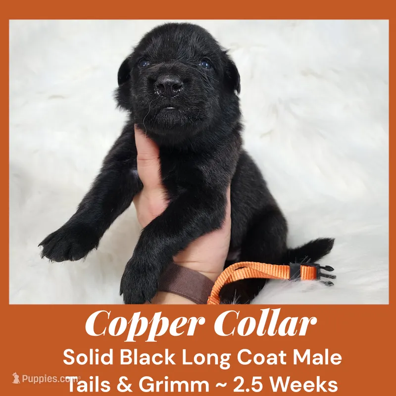 AKC Black LH - TG Copper