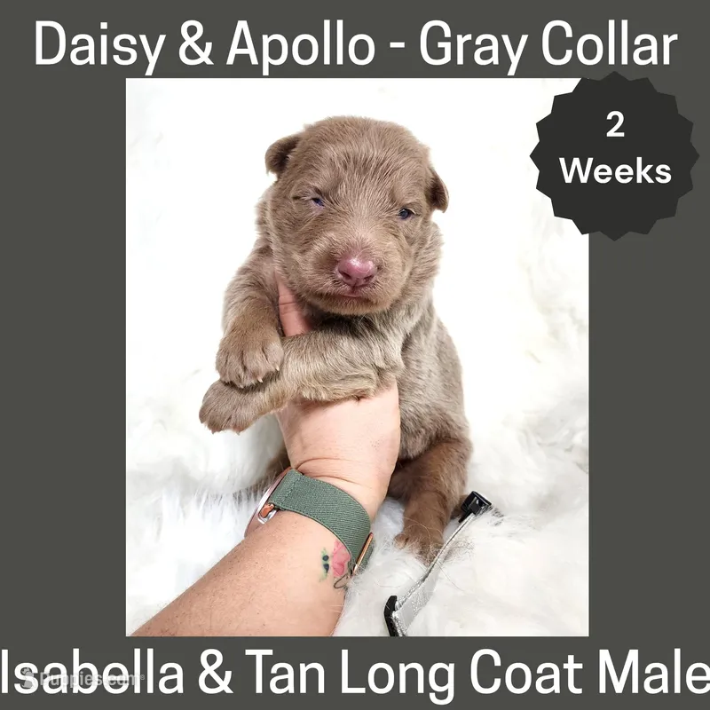 AKC Isabella&Tan LH - DA Gray – German Shepherd Dog puppy for sale in Princeville, IL