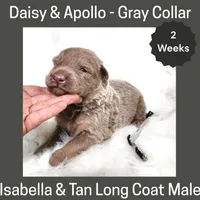 AKC Isabella&Tan LH - DA Gray, a male German Shepherd Dog for sale in Princeville, IL – Photo 2 of 3