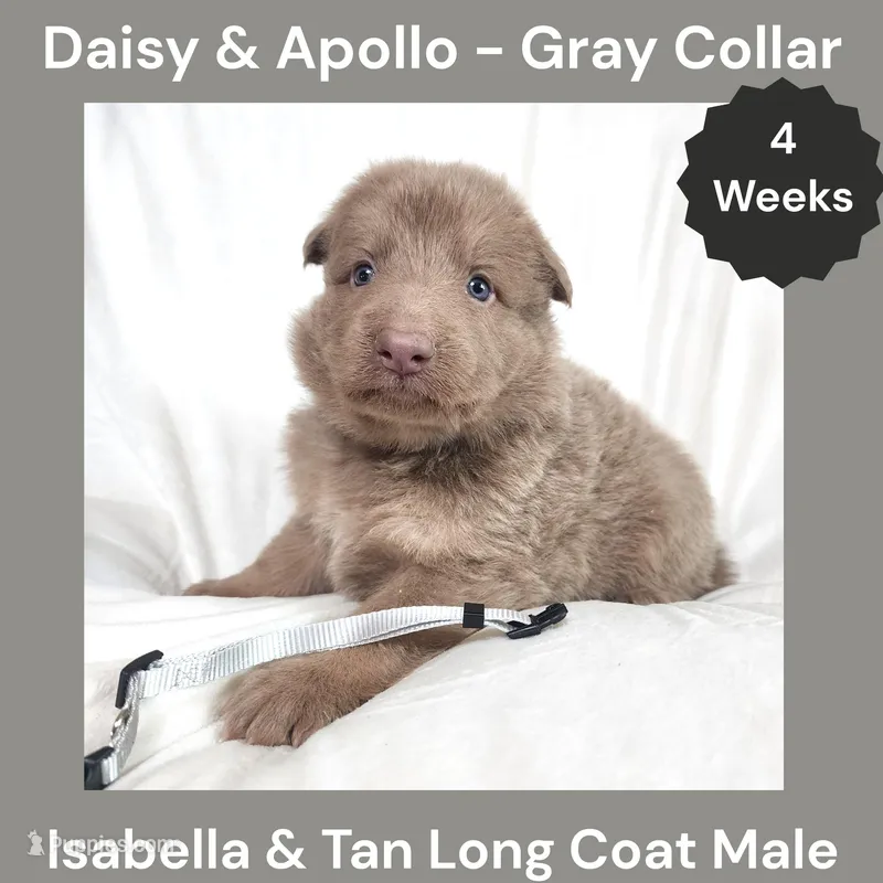 AKC Isabella&Tan LH - DA Gray – German Shepherd Dog puppy for sale in Princeville, IL
