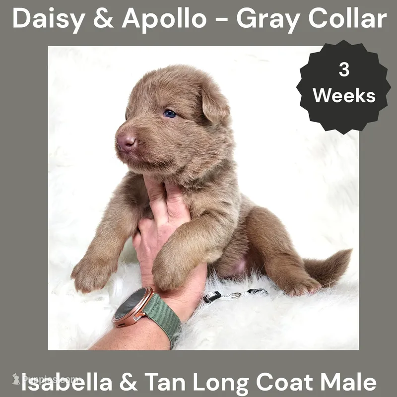 AKC Isabella&Tan LH - DA Gray – German Shepherd Dog puppy for sale in Princeville, IL