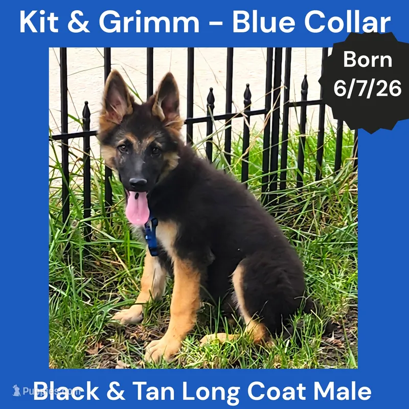 AKC Black & Tan Long Coat - KG Blue  – German Shepherd Dog puppy for sale in Princeville, IL