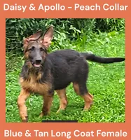 AKC Blue & Tan LH - DA Peach, a female German Shepherd Dog for sale in Princeville, IL – 2 of 8