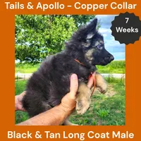 AKC Black & Tan Long Coat - TA Copper, a male German Shepherd Dog for sale in Princeville, IL – 4 of 9