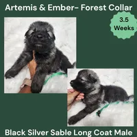 AKC Black Silver Sable Long Coat - AE Forest, a male German Shepherd Dog for sale in Princeville, IL – 3 of 4