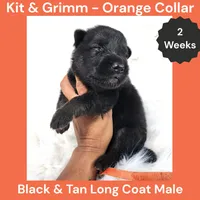 AKC Black & Tan Long Coat - KG Orange, a male German Shepherd Dog for sale in Princeville, IL – 1 of 3